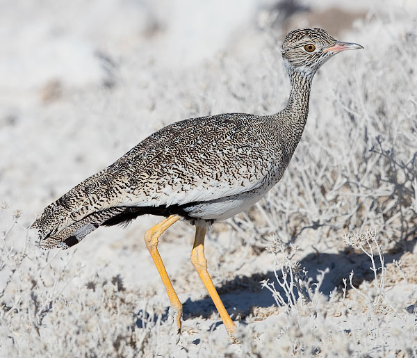 Northern Black Korhaan female